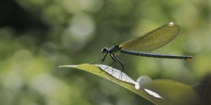 Consultoria ambiental e Limnologia