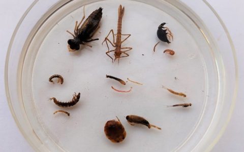 Diversidade de macroinvertebrados